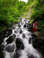 阴暗森林